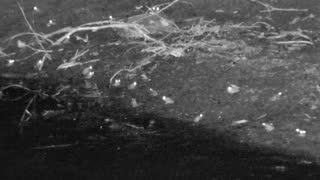 Still 1 from this detection