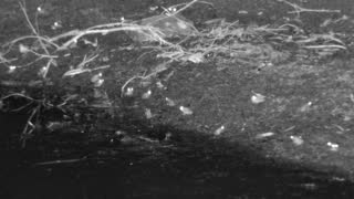 Still 2 from this detection