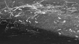Still 1 from this detection