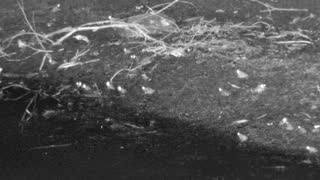 Still 2 from this detection