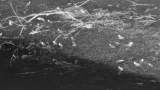 Still 1 from this detection