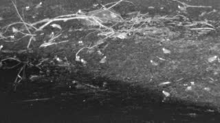 Still 1 from this detection