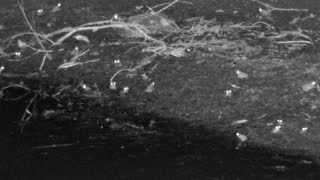 Still 3 from this detection