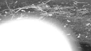 Still 1 from this detection