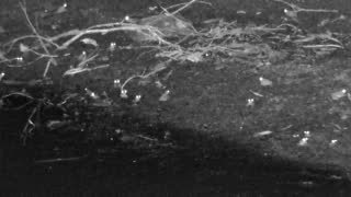 Still 2 from this detection