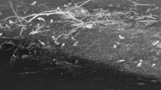 Still 1 from this detection