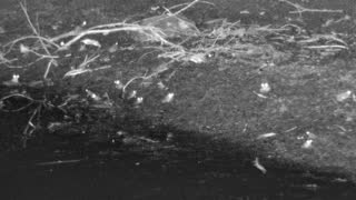 Still 2 from this detection