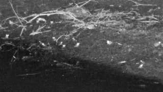 Still 2 from this detection