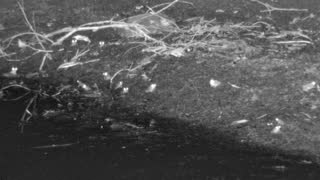 Still 1 from this detection