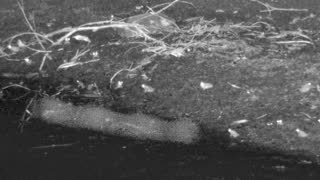 Still 2 from this detection