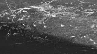 Still 1 from this detection