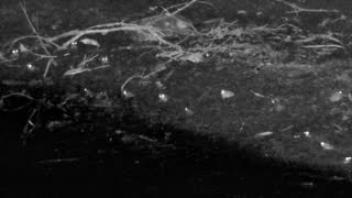 Still 2 from this detection