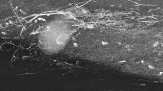 Still 1 from this detection