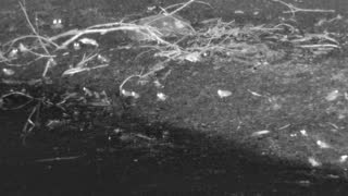 Still 1 from this detection