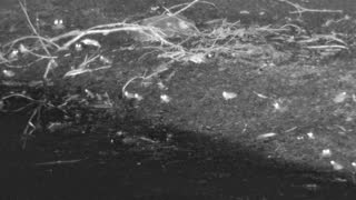 Still 3 from this detection