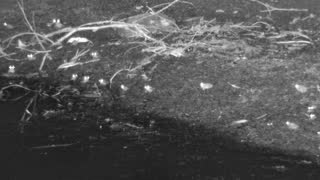 Still 2 from this detection