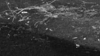 Still 1 from this detection
