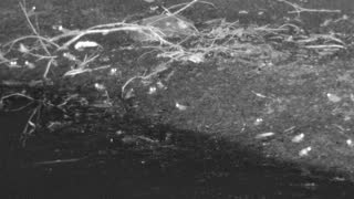 Still 1 from this detection