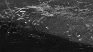 Still 2 from this detection
