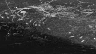Still 3 from this detection