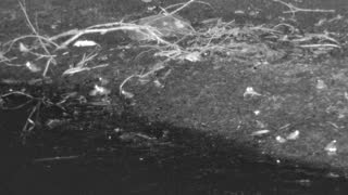 Still 1 from this detection