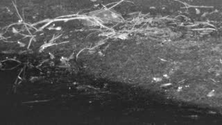 Still 1 from this detection