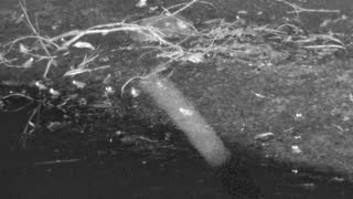 Still 1 from this detection