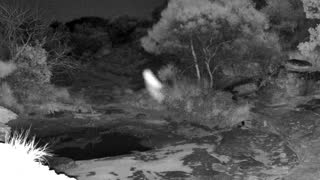 Still 2 from this detection