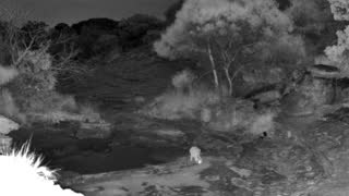 Still 2 from this detection