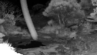 Still 2 from this detection