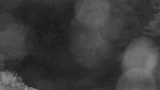 Still 1 from this detection
