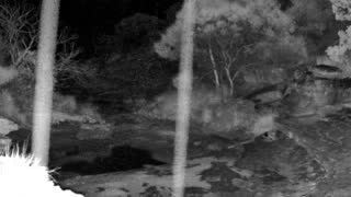 Still 2 from this detection