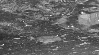 Still 1 from this detection