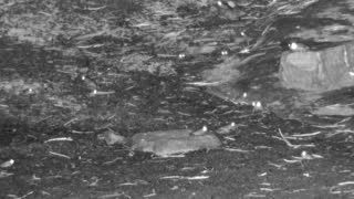 Still 3 from this detection