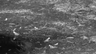 Still 1 from this detection