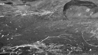 Still 1 from this detection