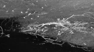 Still 2 from this detection