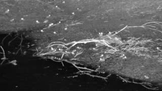 Still 3 from this detection
