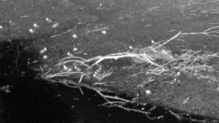 Still 1 from this detection