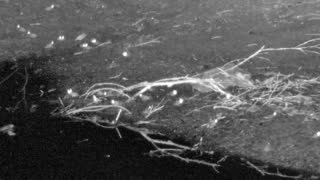 Still 2 from this detection