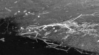 Still 3 from this detection