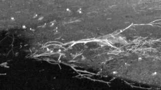 Still 3 from this detection