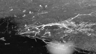 Still 1 from this detection