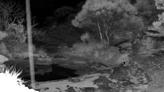 Still 2 from this detection